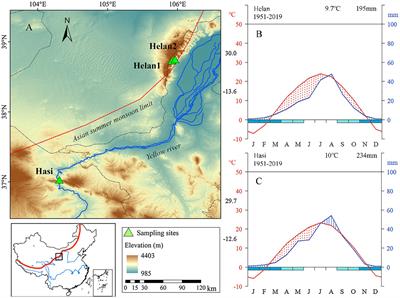 Origin of Intra-annual Density Fluctuations in a Semi-arid Area of Northwestern China